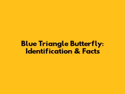 Blue Triangle Butterfly: Identification & Facts