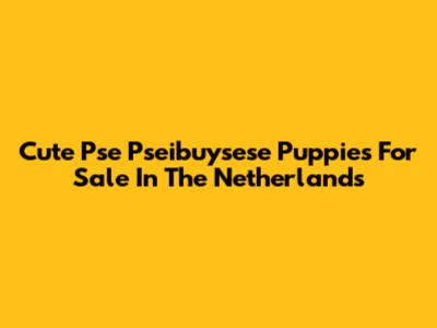 Cute Pse Pseibuysese Puppies For Sale In The Netherlands
