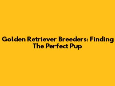 Golden Retriever Breeders: Finding The Perfect Pup
