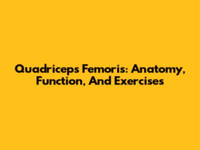 Quadriceps Femoris: Anatomy, Function, And Exercises