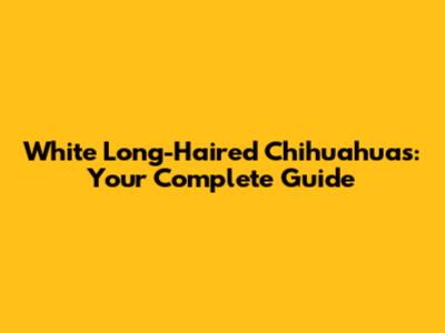 White Long-Haired Chihuahuas: Your Complete Guide